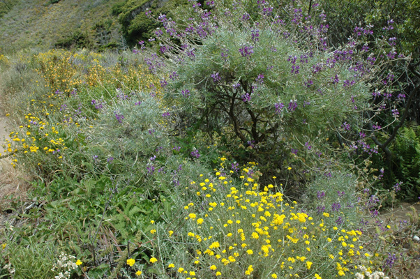 Soberanes Canyon 094.jpg